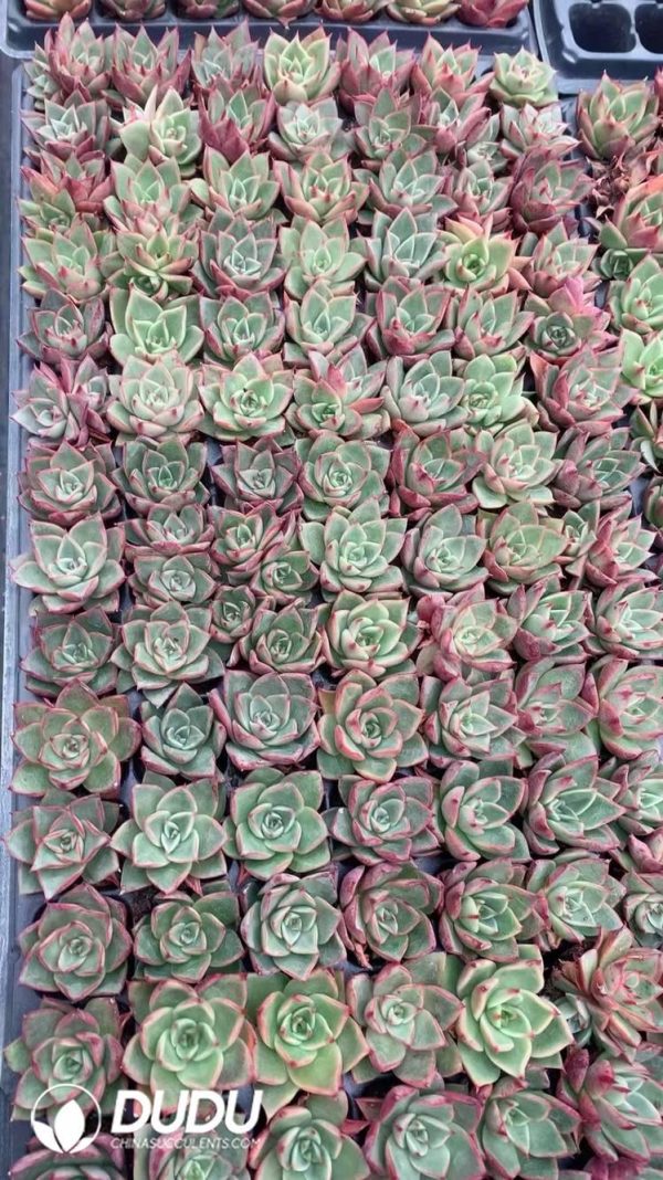 $0.25*105Pcs Echeveria Paso Doble Seedlings(Mix & Match 5+) - Image 1