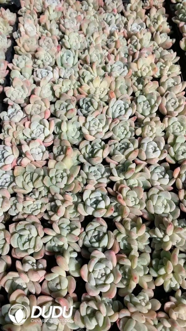 SEL58.jpeg $0.25*105Pcs Echeveria Jade Butterfly Seedlings(Mix & Match 5+) - Image 1
