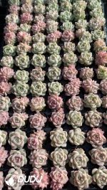 $0.29*105Pcs Echeveria Queen Momoki Seedlings(Mix & Match 5+)