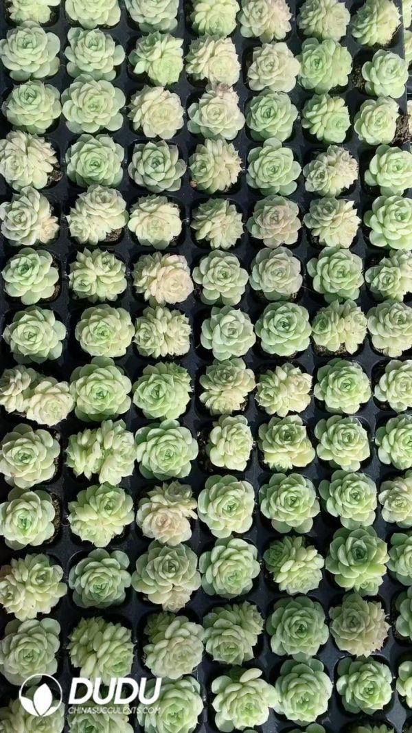 $0.29*105Pcs Echeveria White Swans Seedlings(Mix & Match 5+) - Image 1