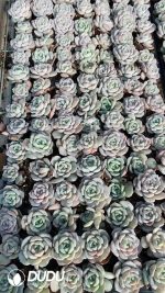 $0.43*105Pcs Echeveria Yangshan snow Seedlings(Mix & Match 5+)