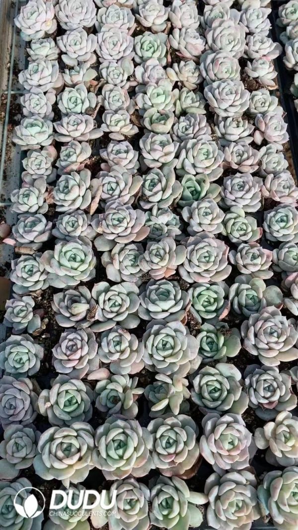 SEL63.jpeg $0.43*105Pcs Echeveria Yangshan snow Seedlings(Mix & Match 5+) - Image 1