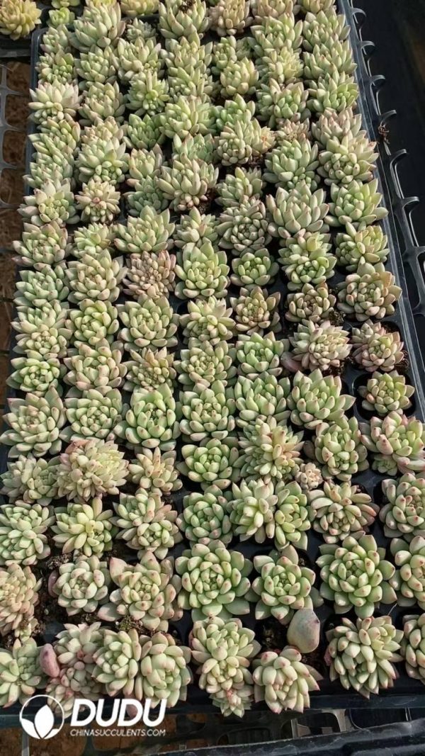 SEL65.jpeg $0.43*105Pcs Echeveria Rouge Seedlings(Mix & Match 5+) - Image 1