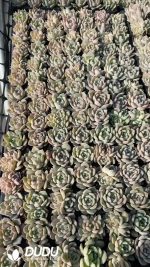 $0.43*105Pcs Echeveria Red Amber Seedlings(Mix & Match 5+)