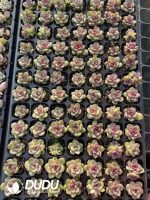 $0.25*105Pcs Echeveria Black Crystal Seedlings(Mix & Match 5+)