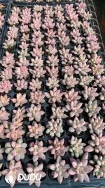 $0.62*105Pcs Echeveria Goldfish Hime Seedlings(Mix & Match 5+)