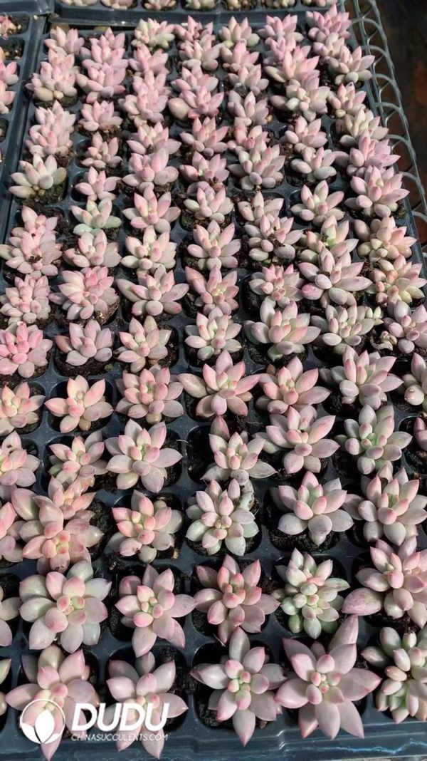 $0.62*105Pcs Echeveria Goldfish Hime Seedlings(Mix & Match 5+) - Image 1
