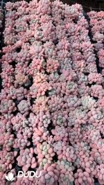 $0.25*105Pcs Pachyphytum White Dew Seedlings(Mix & Match 5+)