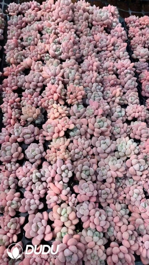 $0.25*105Pcs Pachyphytum White Dew Seedlings(Mix & Match 5+) - Image 1