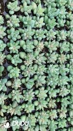 $0.36*105Pcs Pachyphytum Colorata Seedlings(Mix & Match 5+)