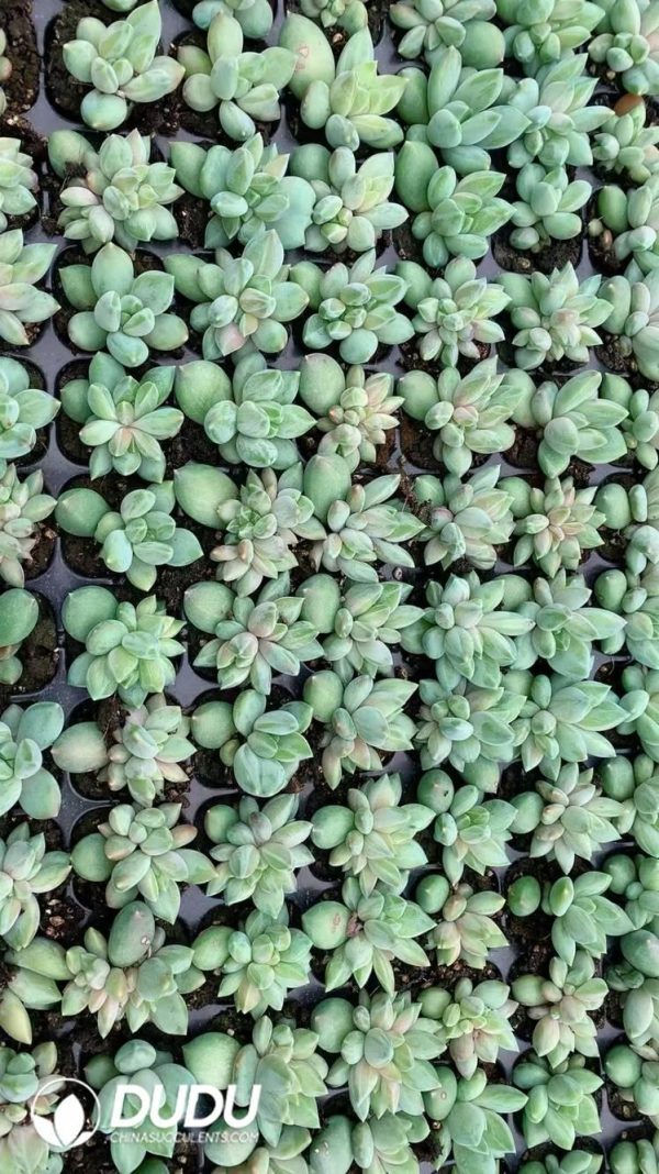 $0.36*105Pcs Pachyphytum Colorata Seedlings(Mix & Match 5+) - Image 1