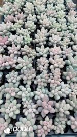 105Pcs Pachyphytum Pink Lover Seedlings(Mix & Match 5+)