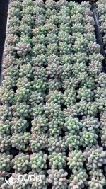 $0.25*105Pcs Pachyphytum Caviar Seedlings(Mix & Match 5+)