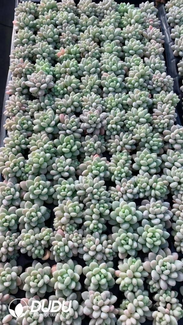 $0.25*105Pcs Pachyphytum Caviar Seedlings(Mix & Match 5+) - Image 1