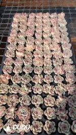 $0.29*105Pcs Echeveria Soul Fairy Seedlings(Mix & Match 5+)