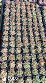 $0.25*105Pcs Echeveria Moon Stone Seedlings(Mix & Match 5+)