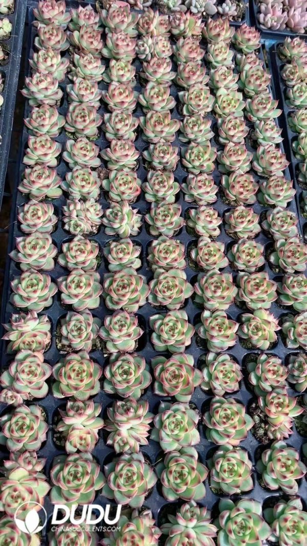 $0.25*105Pcs Echeveria Moon Stone Seedlings(Mix & Match 5+) - Image 1