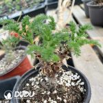 Pelargonium Rubiginosum