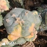 (Grafted)Lophophora Williamsii Variegated