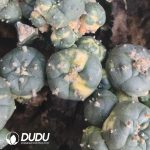 (Grafted)Lophophora Williamsii Variegated - Image 2