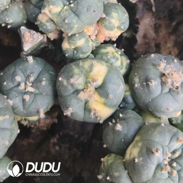 (Grafted)Lophophora Williamsii Variegated - Image 2