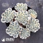 Echeveria Lenore Dean Clustering 5-6heads