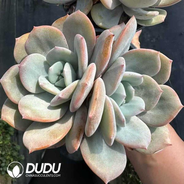 Echeveria Milk Tea Double Heads - Image 1
