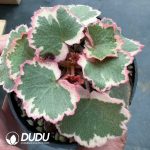 Adromischus maculatus