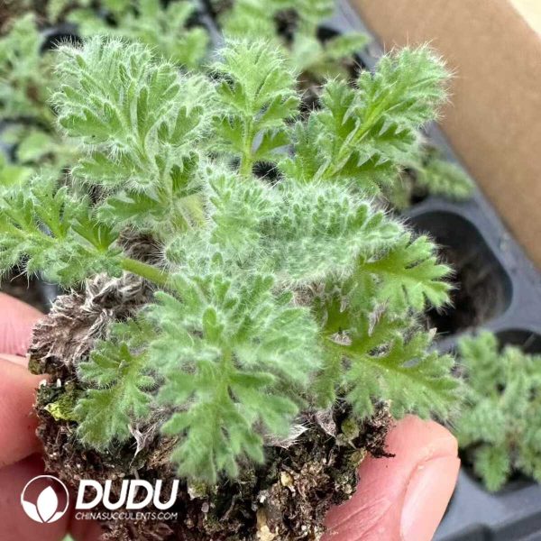 $0.58*72Pcs Pelargonium triste Seedlings - Image 1