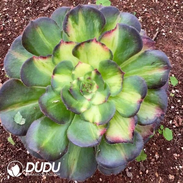 Aeonium Aquaman Colorful Variegated - Image 1