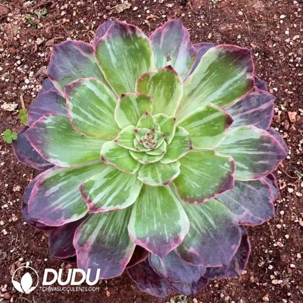 e201-1008.jpg Aeonium Halloween Silky Red Variegated - Image 1