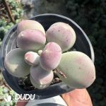 Pachyphytum Oviferum