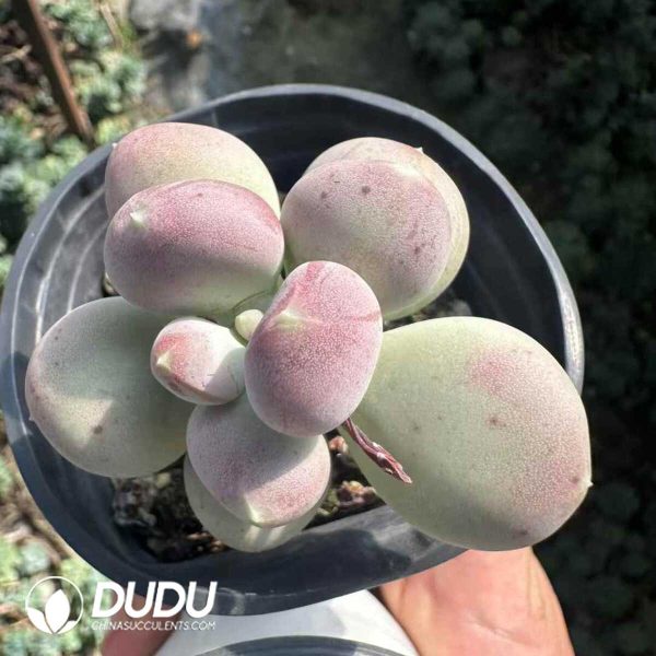 Pachyphytum Oviferum - Image 1