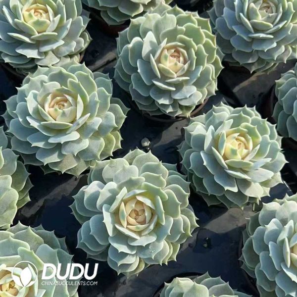 e201-1015.jpg (Chemically variegation)Echeveria Lola Variegated - Image 1