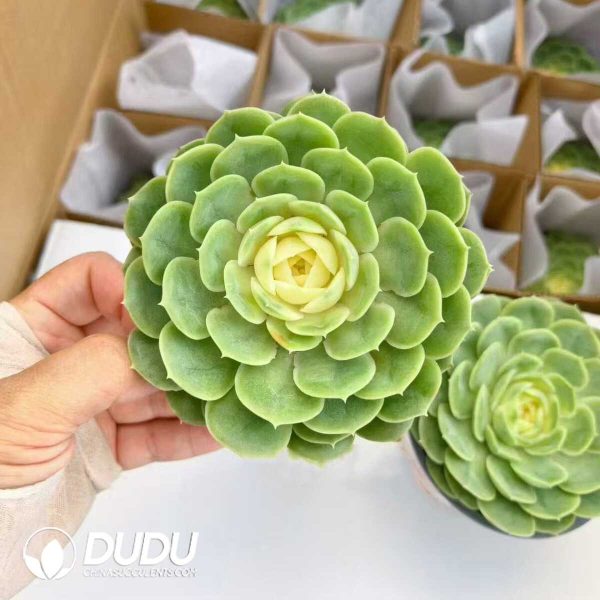 (Chemically variegation)Echeveria Onslow Variegated - Image 1