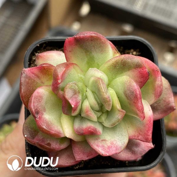 e201-1017.jpg Echeveria Hannah Variegated Monstrose - Image 1