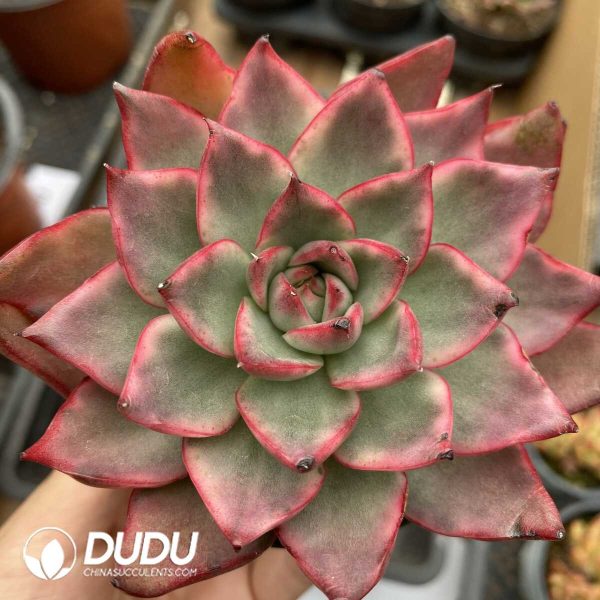 e201-1018.jpg Echeveria Maria variegated - Image 1