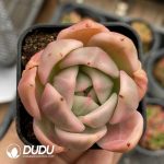 Echeveria Champagne Variegated