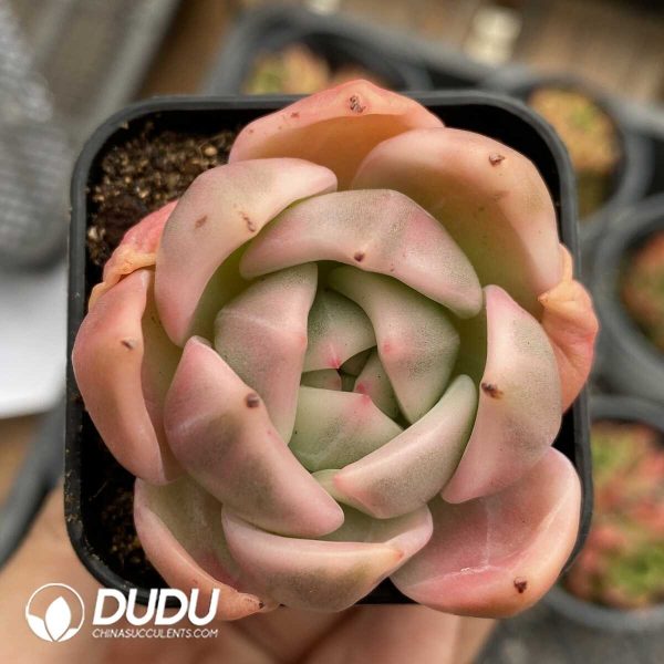 e201-1019.jpg Echeveria Champagne Variegated - Image 1