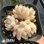 Echeveria Queen Rose Clustering