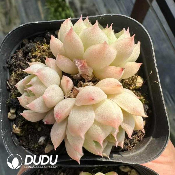 Echeveria Queen Rose Clustering - Image 1