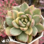 Echeveria Agavoides rose variegated