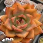 Echeveria Qiu Meila Variegated