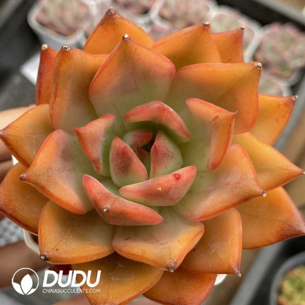 e201-1021.jpg Echeveria Qiu Meila Variegated - Image 1