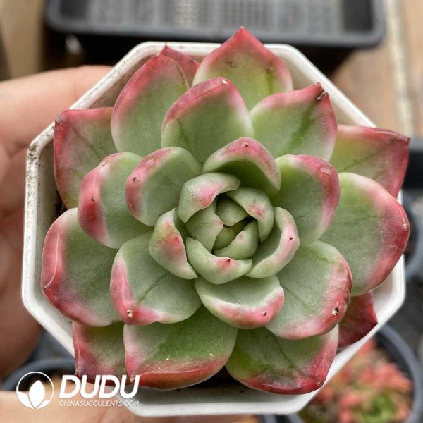 e201-1022.jpg Echeveria Crystal Jenny Maria Variegated - Image 1