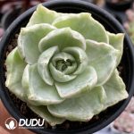 Echeveria Green Lake Variegated