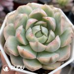 Echeveria Strawberry Cake Variegated