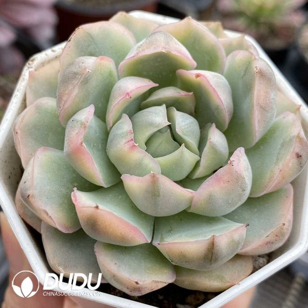 e201-1024.jpg Echeveria Strawberry Cake Variegated - Image 1