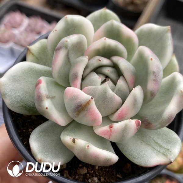 e201-1025.jpg Echeveria Black Rose Variegated - Image 1