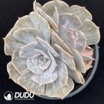 Echeveria Lucina Double Head